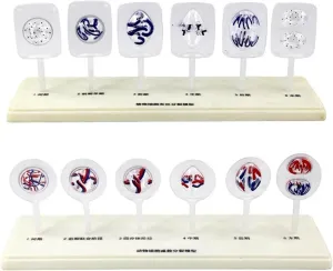 Animal Cell Model, Animal and Plant Cell Mitosis and Meiosis Model, 12 Parts Medical Science Anatomy Cell and Mitosis Model Set for Biology Study Teaching
