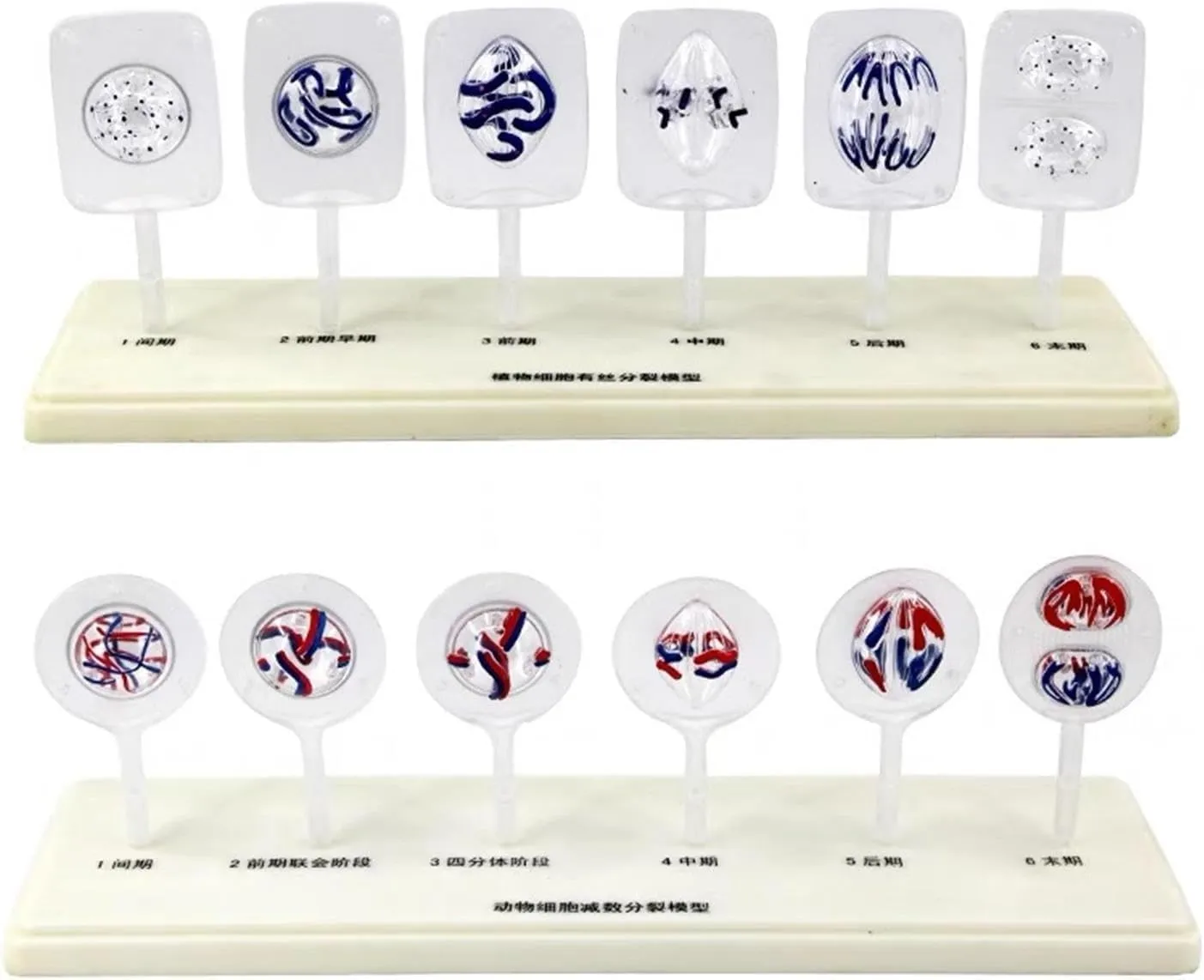 Animal Cell Model, Animal and Plant Cell Mitosis and Meiosis Model, 12 Parts Medical Science Anatomy Cell and Mitosis Model Set for Biology Study Teaching