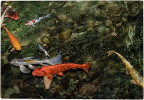 Kuizee Puzzle 1000 Piece Jigsaw Puzzle ﻿Pond Carp Koi Fish Water Kids Adult Educational Intellectual Decompressing Fun Game 29.5X19.7Inch
