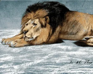Lions Collection PD (19) - Etude de Lion by John Macallan Swan - Van-Go Paint-by-Number Kit 40x50cm no Frame