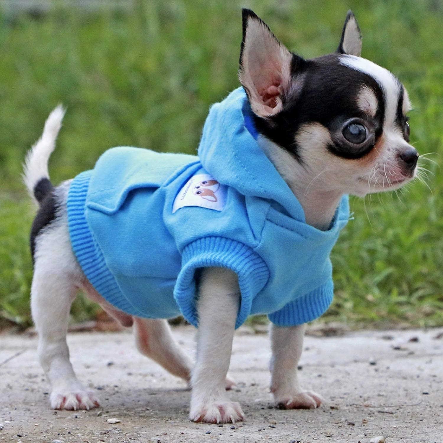 LOPHIPETS Dog Cotton Hoodies Sweatshirts for Small Dogs Chihuahua Puppy Clothes Cold Weather Coat-Cambridge Blue/XS