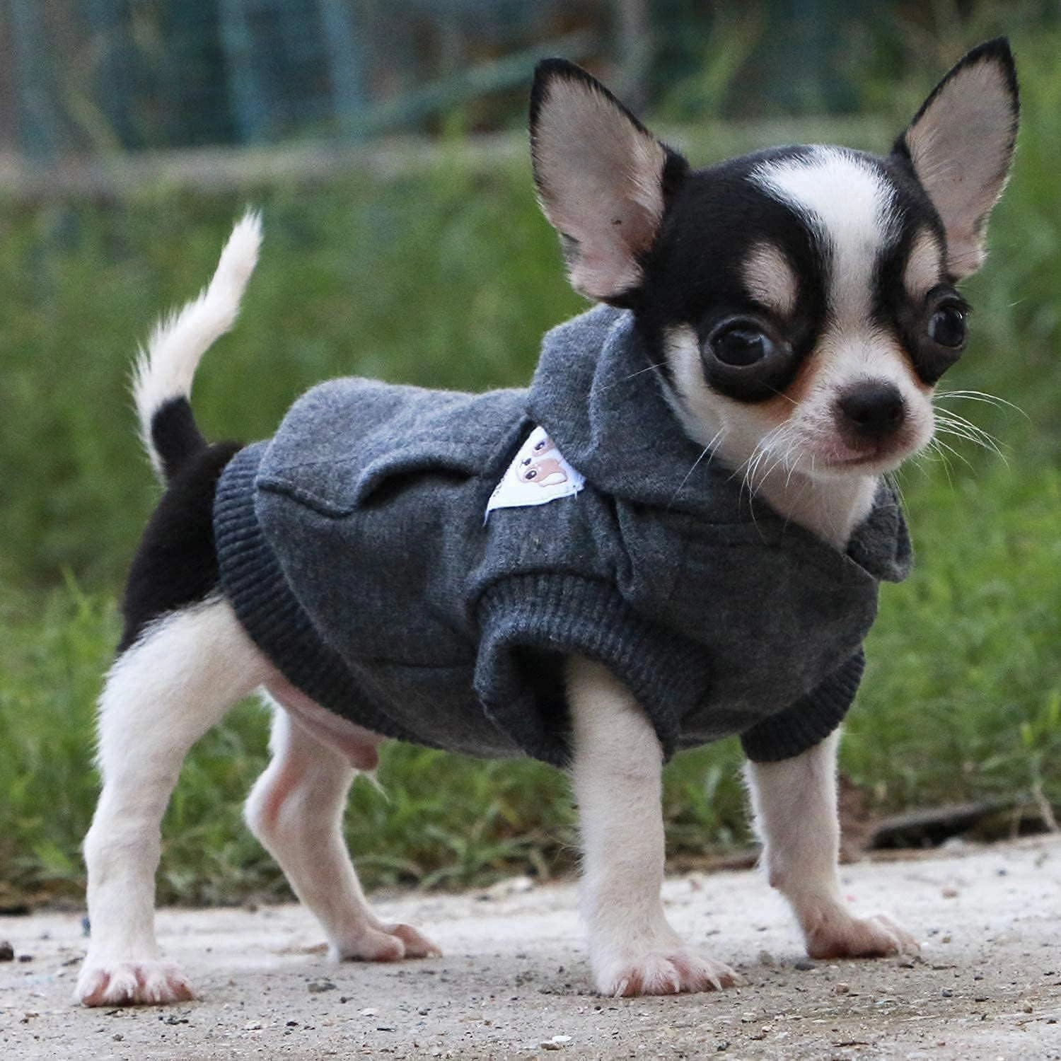 LOPHIPETS Dog Cotton Hoodies Sweatshirts for Small Dogs Chihuahua Puppy Clothes Cold Weather Coat-Charcoal/XXS