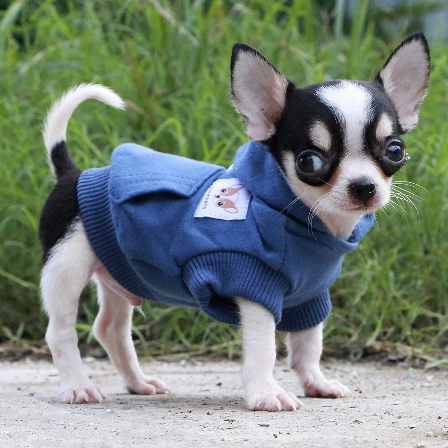 LOPHIPETS Dog Cotton Hoodies Sweatshirts for Small Dogs Chihuahua Puppy Clothes Cold Weather Coat-Navy/XS