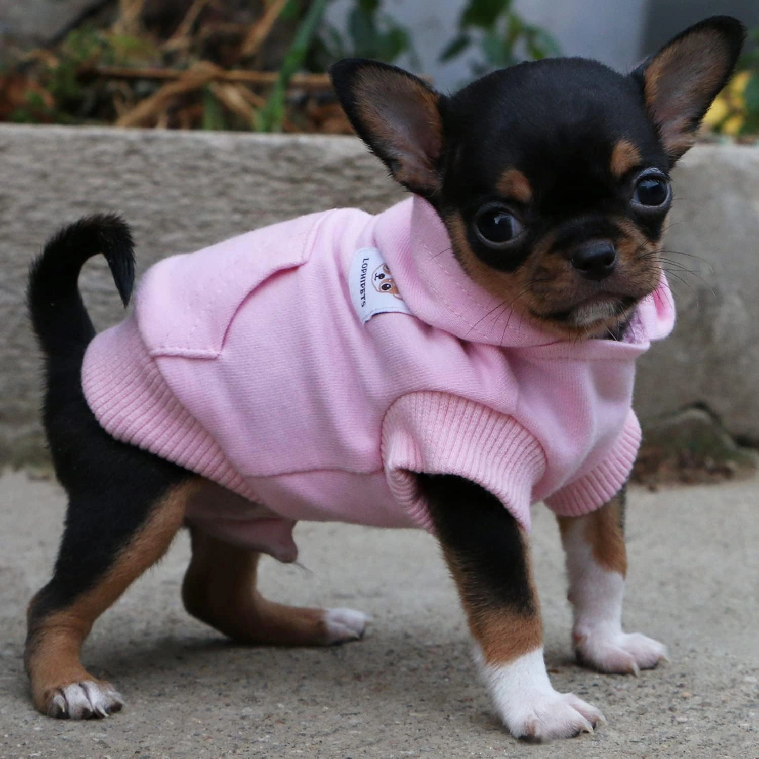 LOPHIPETS Dog Cotton Hoodies Sweatshirts for Small Dogs Chihuahua Puppy Clothes Cold Weather Coat-Pink/XXS