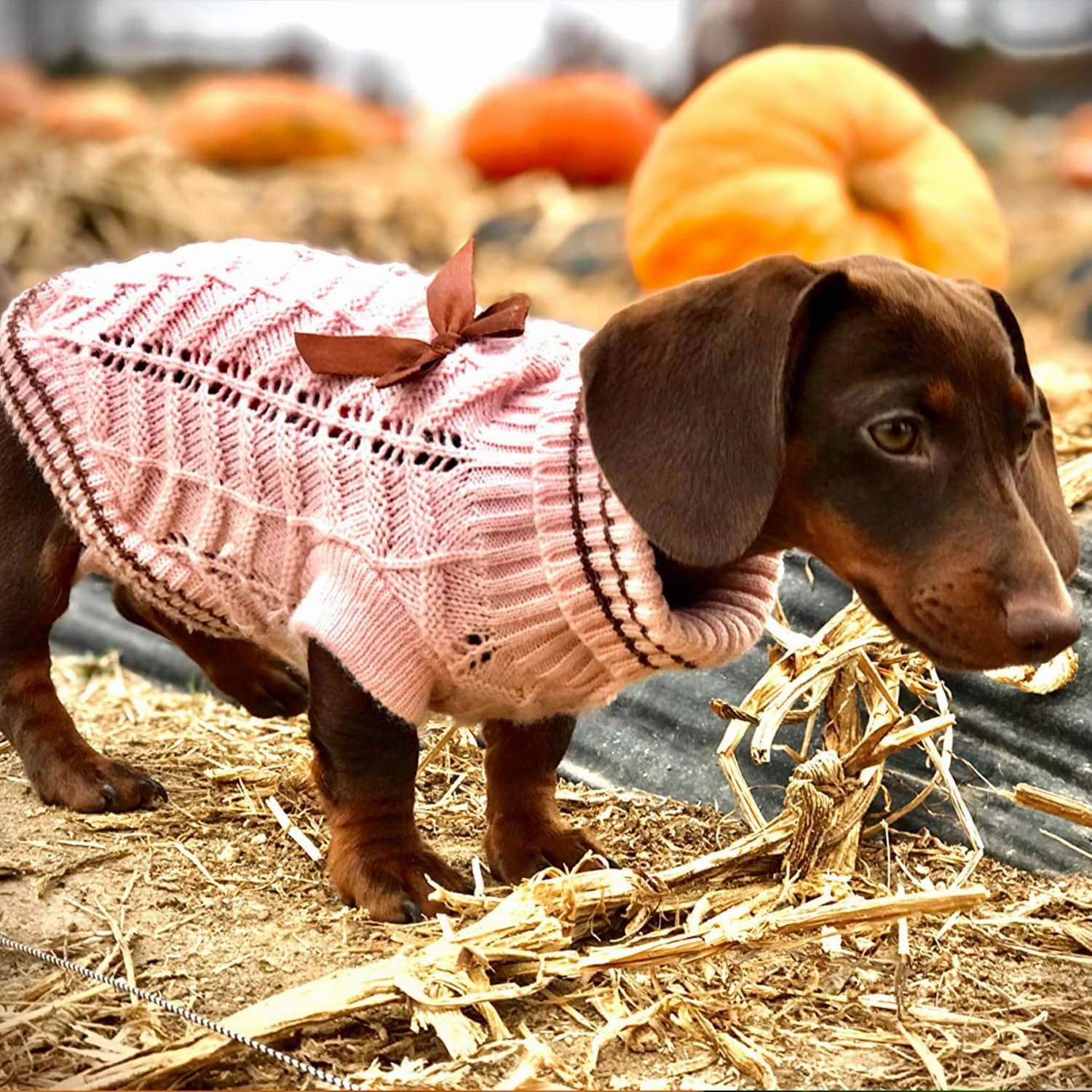 Pink Small Dog Sweaters Winter Warm Dog Shirt Knitted Clothes for Dachshund Bulldog Corgi (XS, Pink)